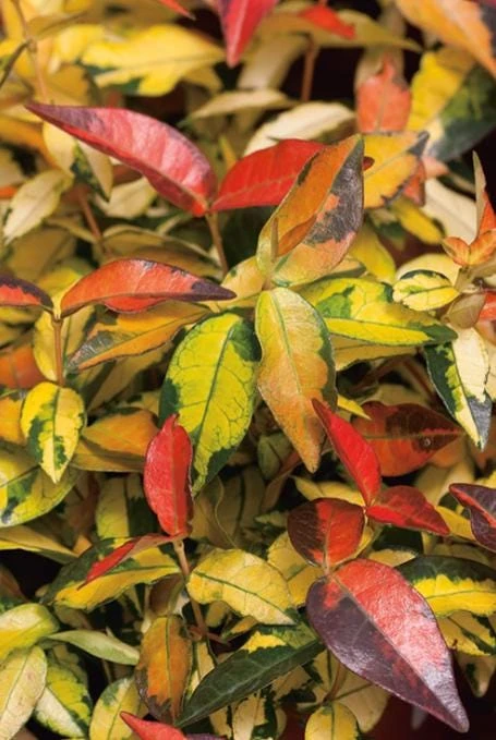 Summer Sunset Jasmine Live Plant – 4" Pot – Fragrant Flowering Vine – Fast Growing Climber - Image 1