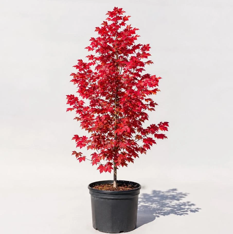 Sun Valley Maple Live Plant QT Pot, 10-18" Tall, Red Fall Color Shade Tree - Image 1