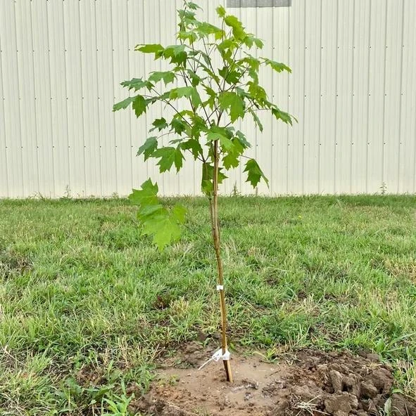 Sun Valley Maple Live Plant QT Pot, 10-18" Tall, Red Fall Color Shade Tree - Image 7