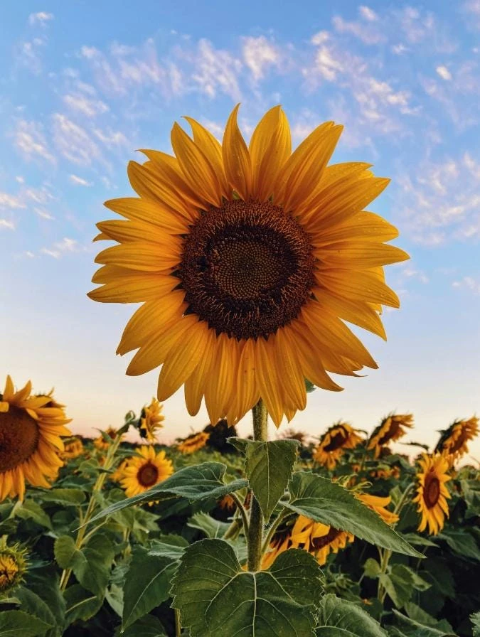 Sunflower Live Plant - 4" Pot - Bright Yellow Annual Flower - Pollinator Friendly - Image 1