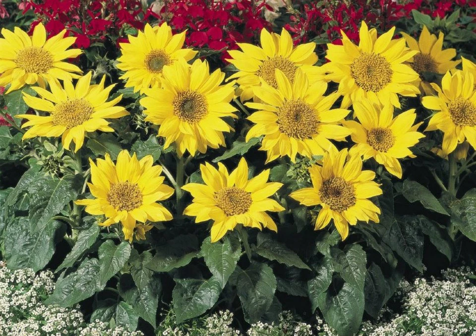 Sunflower Pacino Seeds - 10 Count Dwarf Annual Flower Seeds - Image 1