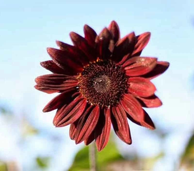 Sunflower Pro Cut Red Seeds - 10 Count Pack - Annual Flower Seeds for Garden - Image 1