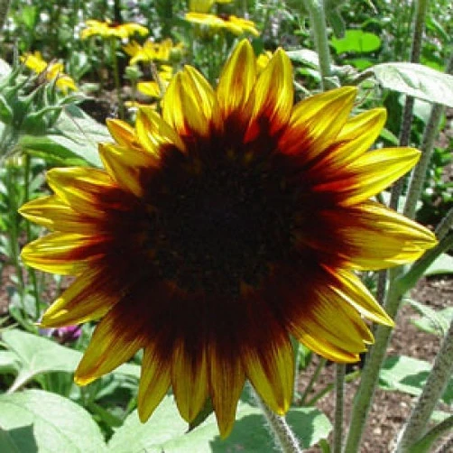Sunflower Ring of Fire Seeds - 15 Count - Annual Flower Seeds - Image 1