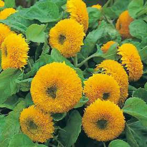 Sunflower Sun Gold Dwarf Seeds - 100 Count, Annual, Full Sun - Image 1