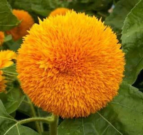Sunflower Sun Gold Dwarf Seeds - 100 Count, Annual, Full Sun - Image 2