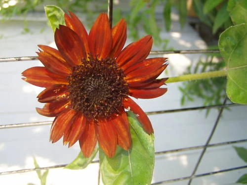 Sunflower Terracotta Seeds - 15 Count Annual Flower Seeds - Image 1