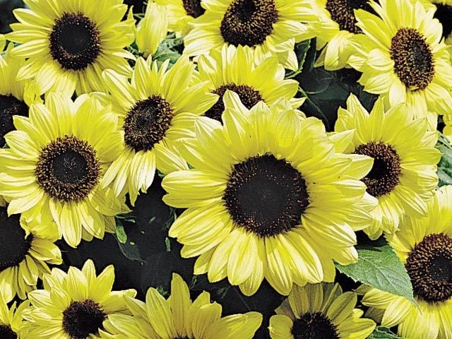 Sunflower Valentine Seeds - 10 Count Pack - Annual Flower Seeds - Image 1