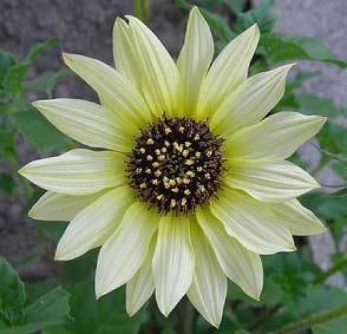 Sunflower Vanilla Ice Seeds - 30 Count - Easy Grow Flower Seeds - Image 1