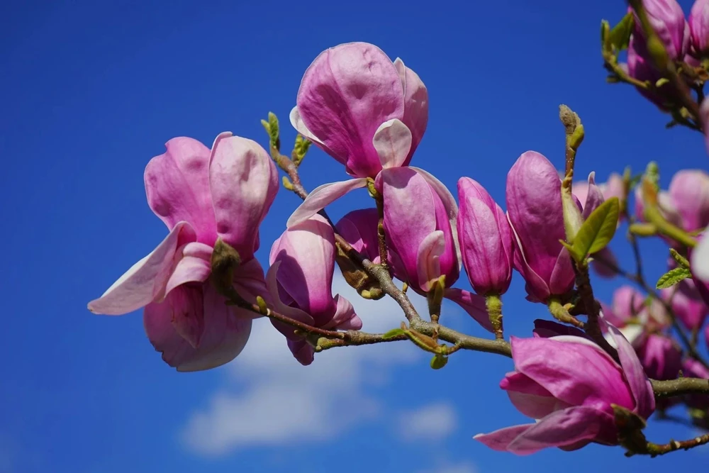 Susan Magnolia Tree – Live Plant – Reddish-Purple Blooms – 8-12 ft Tall - Image 1