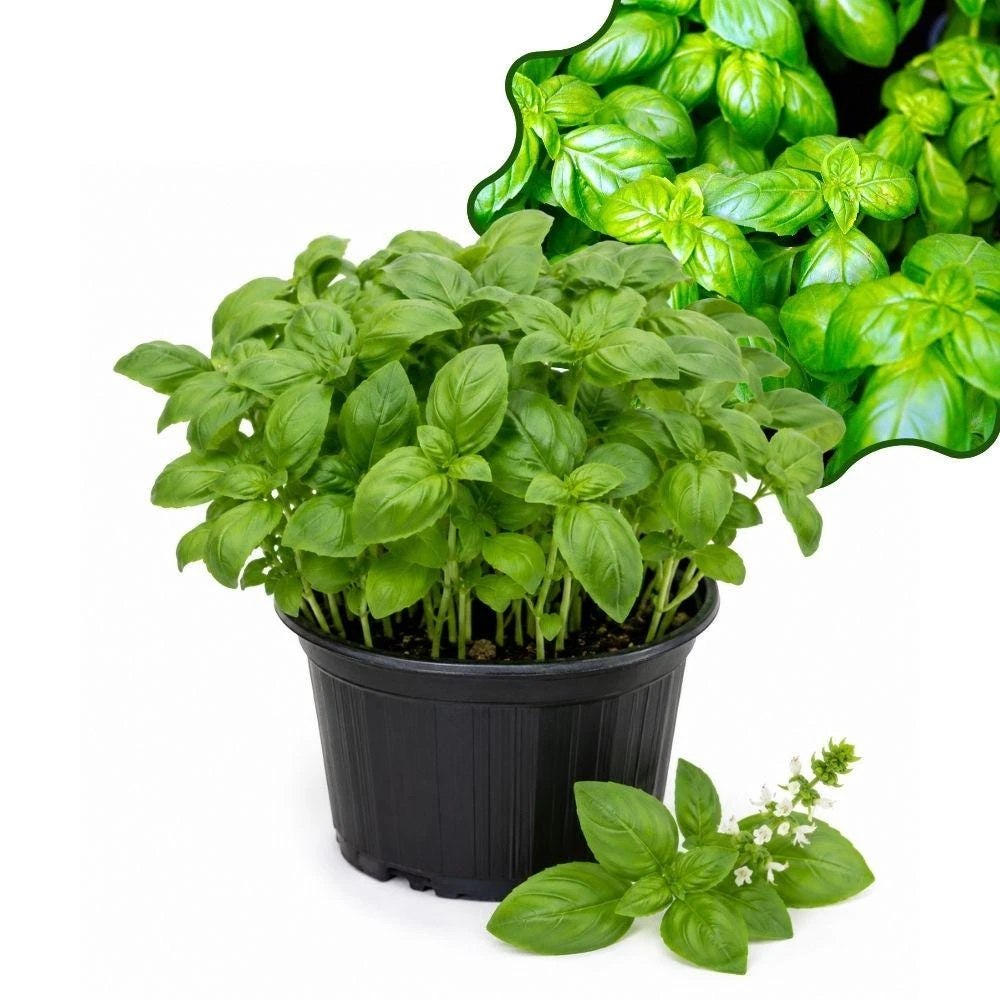 Sweet Basil Live Seedlings - 15 Plants in 4-inch Pot, Herb Garden Starter - Image 1