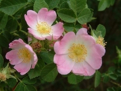 Sweet Briar Rose Seeds - Rosa eglanteria - Pink Flowering Perennial - 15 Seeds - Image 1