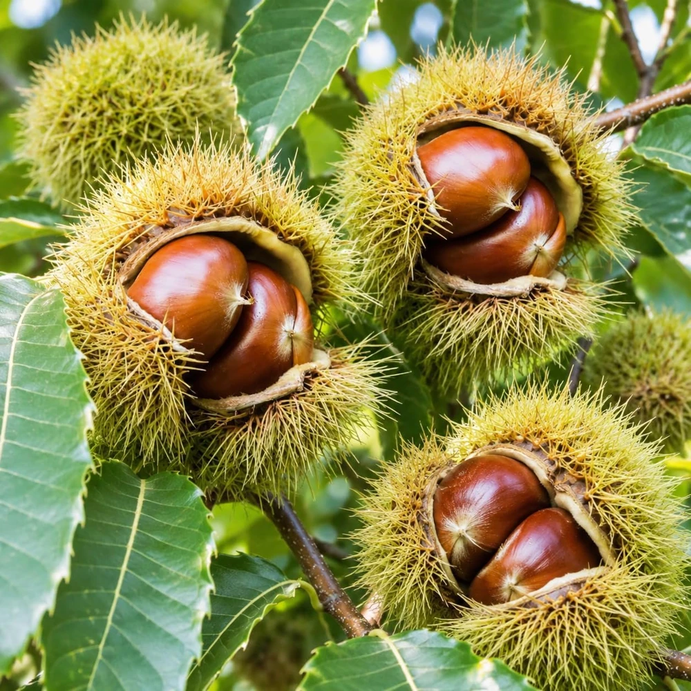 Sweet Chestnut Trees Live Plants - 2 Pack, 14-18" Tall, 1-Year-Old Bare Root Nut Trees for Outdoor Gardens - Image 3