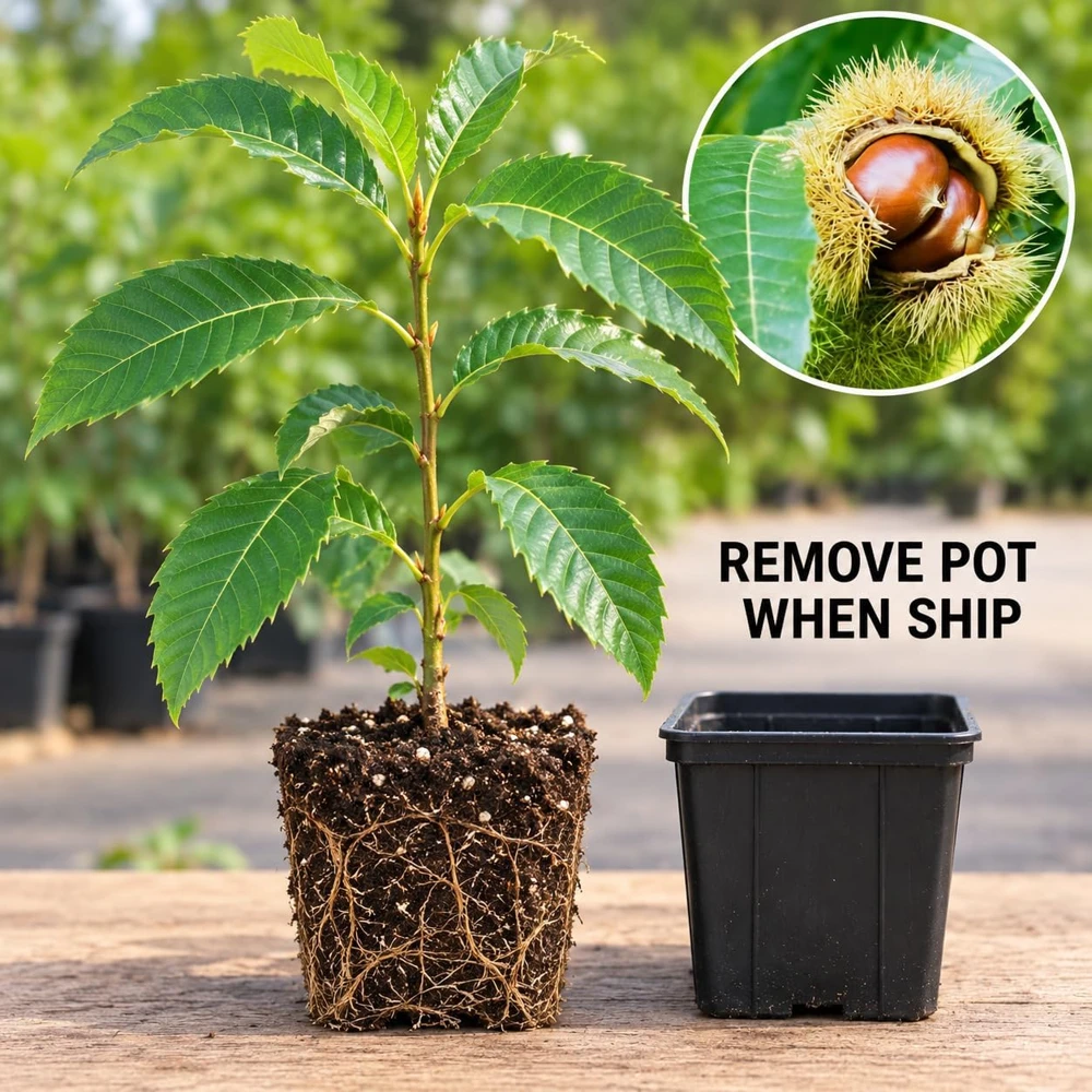 Sweet Chestnut Trees Live Plants - 2 Pack, 14-18" Tall, 1-Year-Old Bare Root Nut Trees for Outdoor Gardens - Image 6