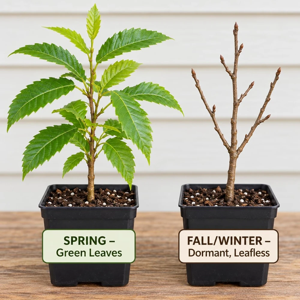 Sweet Chestnut Trees Live Plants - 2 Pack, 14-18" Tall, 1-Year-Old Bare Root Nut Trees for Outdoor Gardens - Image 7