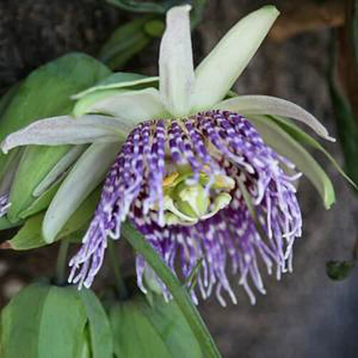 Sweet Granadilla Passion Flower Seeds - Passiflora Ligularis - 10 Seeds - Image 1
