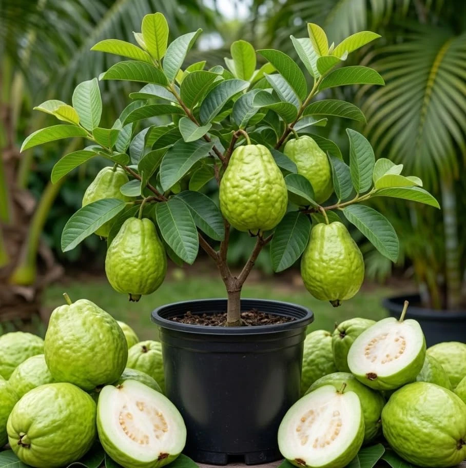 Sweet Guava Tree Live Plant - White Guava Tropical Fruit, 9-16" Tall, 4" Pot - Image 1