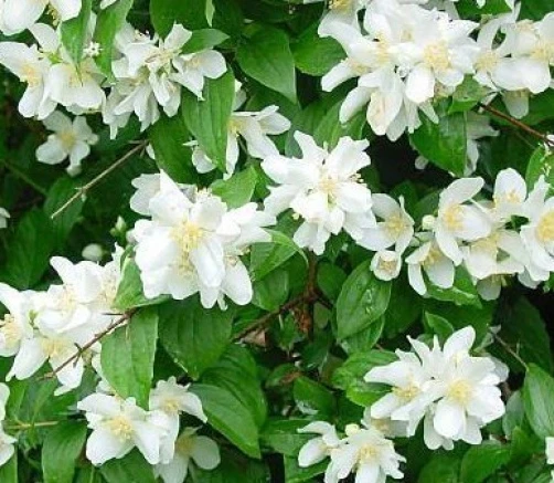 Sweet Mock Orange Seeds - Philadelphus coronarius - 20 Seeds - White Flowers - Image 1