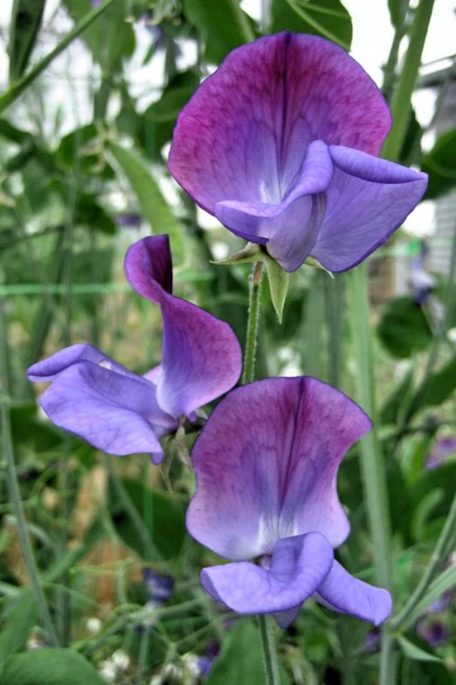 Sweet Pea Seeds Captain of the Blues - Lathyrus odoratus - 8 Seeds - Image 2