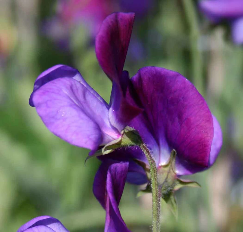 Sweet Pea Seeds Captain of the Blues - Lathyrus odoratus - 8 Seeds - Image 1