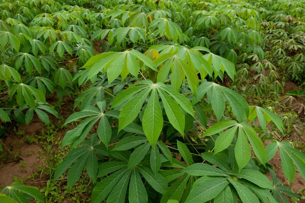 Sweet Yuca Cuttings - 5 Fresh Cassava Cuttings - Edible Plant - Image 1