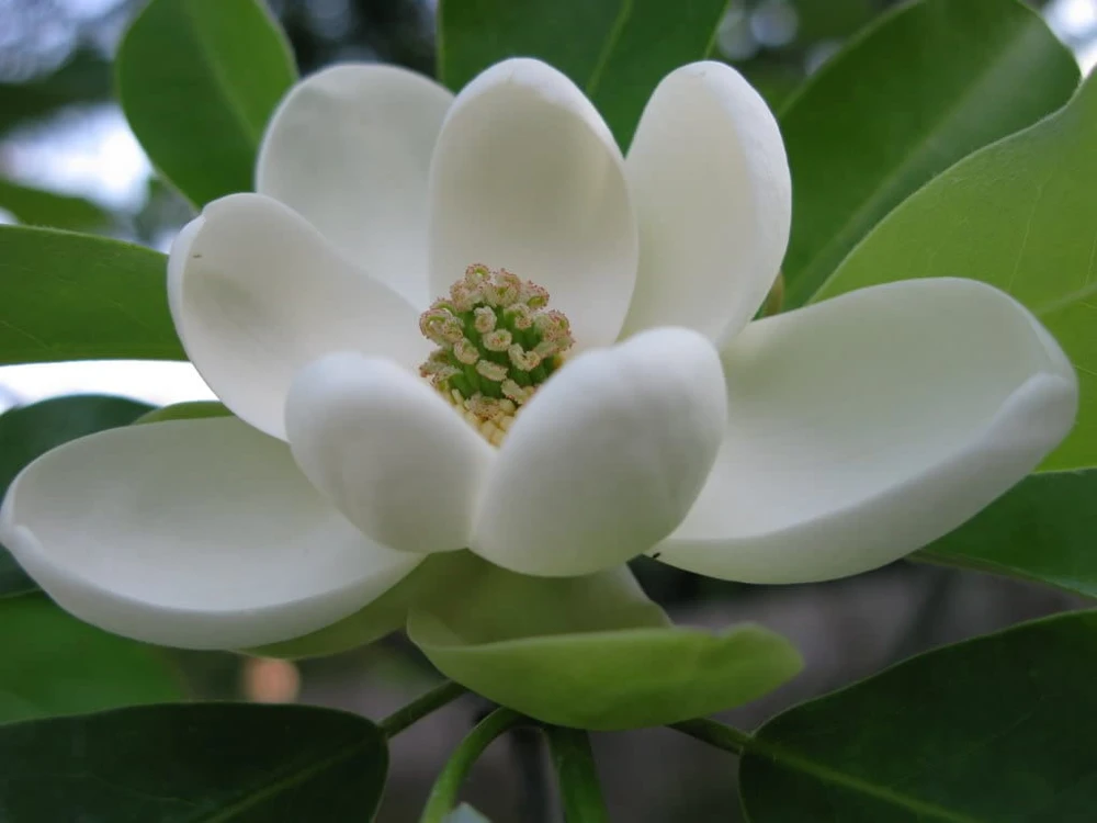 Sweetbay Magnolia Tree Live Plant - Fragrant White Blooms, Quart Pot, 10-18" Tall - Image 1