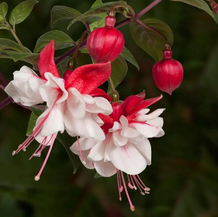 Swingtime Fuchsia Live Plant – 5" Pot – Red & White Blooms – Attracts Hummingbirds – Outdoor Shade Shrub - Image 1