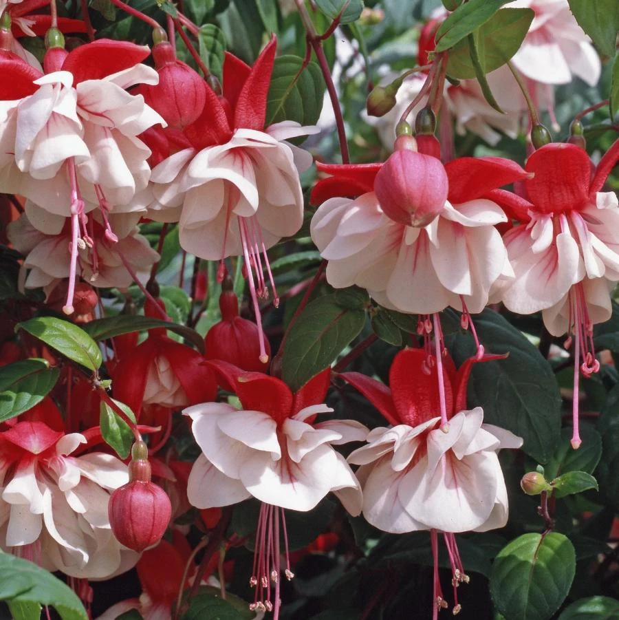 Swingtime Fuchsia Live Plants - Set of 2, 5 inch Pots, Red & White Blooms - Image 1