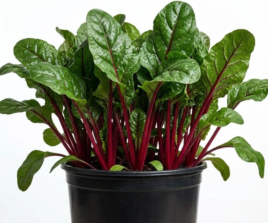 Swiss Chard Live Plants 3-5" Tall, 4" Pot - Fresh Vegetable Seedlings - Image 1