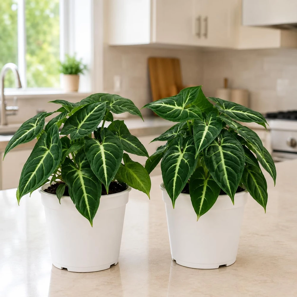 Syngonium Live Plants - Set of 2 Tropical Arrowhead Vines, 5-8 Inch Tall, 4 Inch Pot, Indoor - Image 1
