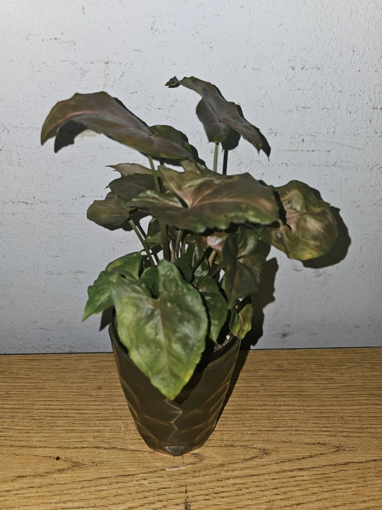 Syngonium Maria Bronze Arrowhead Live Plant in 4" Pot - Indoor/Outdoor - Image 2
