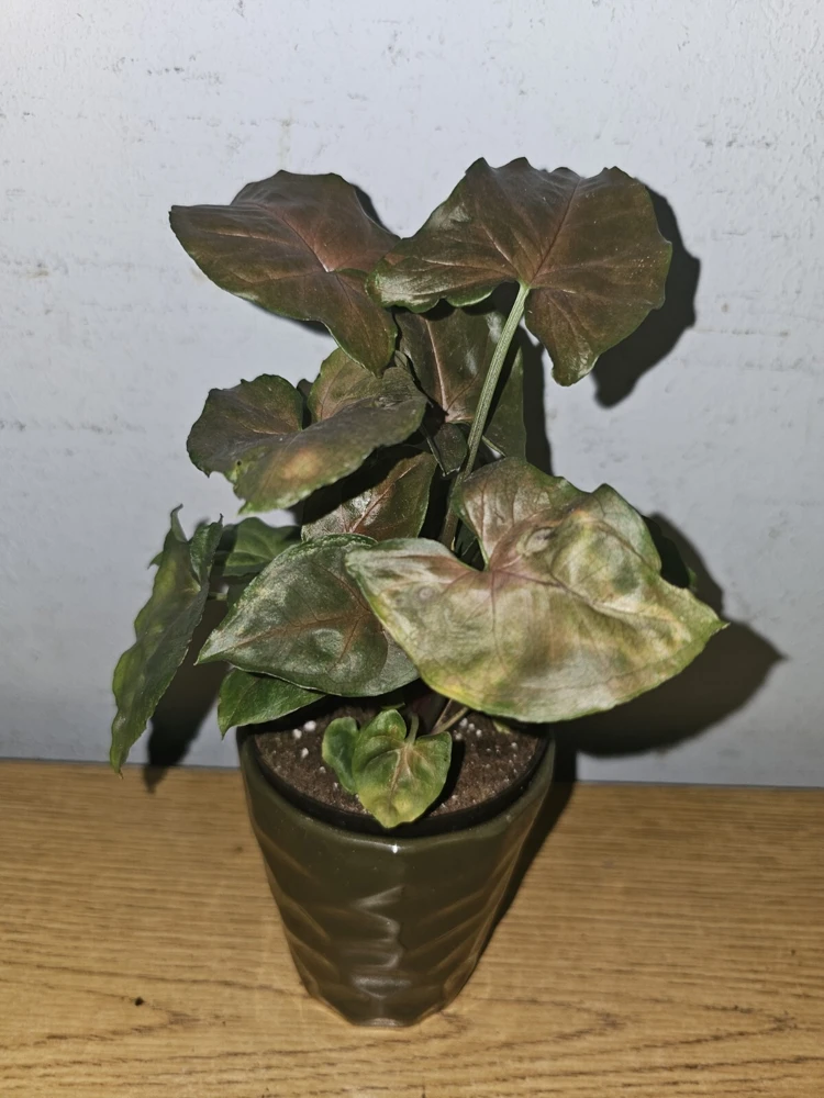 Syngonium Maria Bronze Arrowhead Live Plant in 4" Pot - Indoor/Outdoor - Image 3