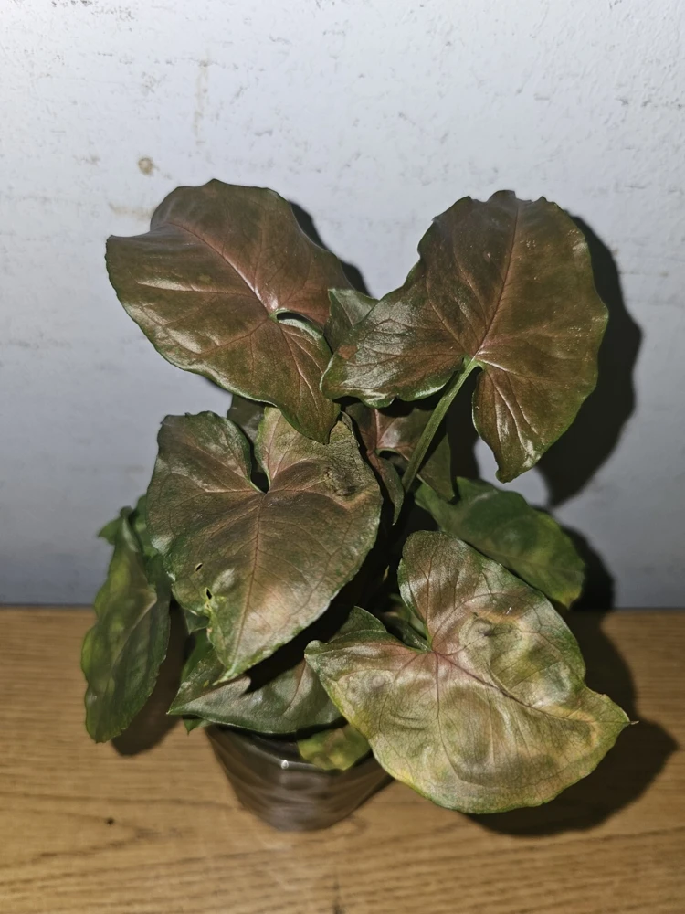 Syngonium Maria Bronze Arrowhead Live Plant in 4" Pot - Indoor/Outdoor - Image 1