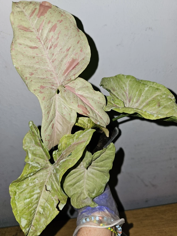 Syngonium Milk Confetti Live Plant – 4" Pot – Arrowhead Plant – Indoor/Outdoor - Image 2