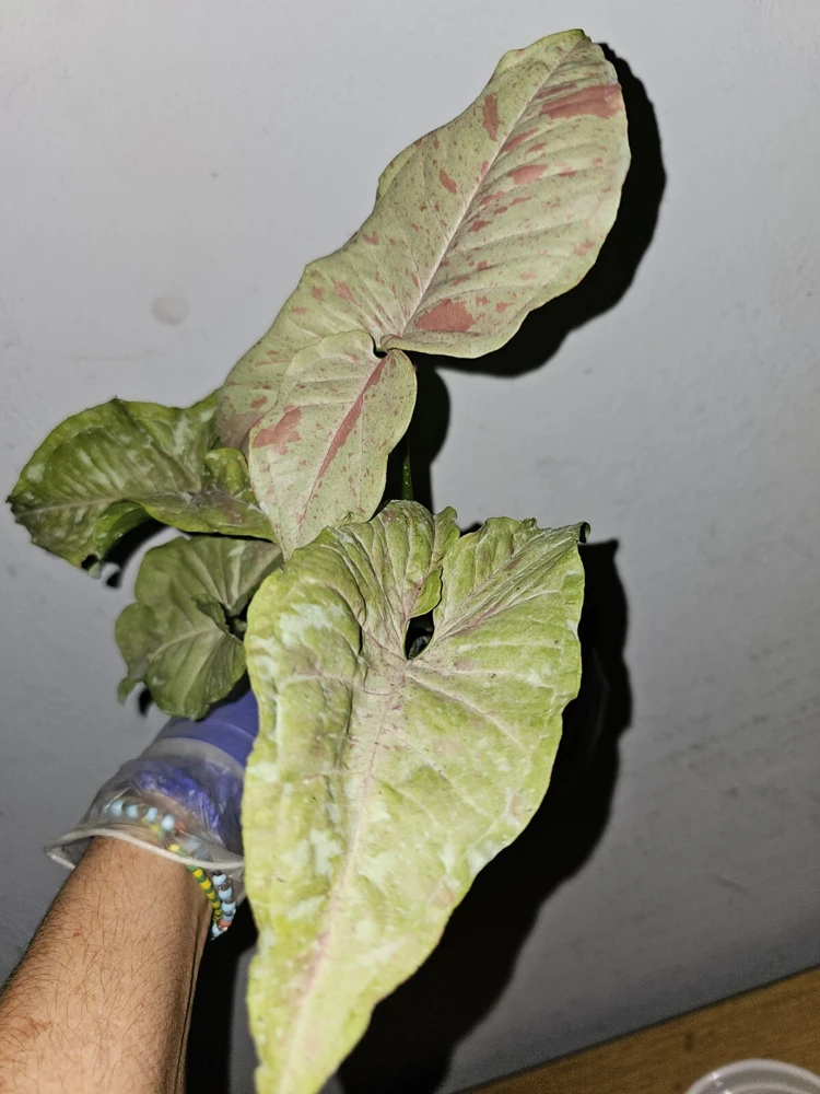 Syngonium Milk Confetti Live Plant – 4" Pot – Arrowhead Plant – Indoor/Outdoor - Image 3