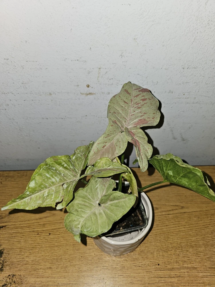 Syngonium Milk Confetti Live Plant – 4" Pot – Arrowhead Plant – Indoor/Outdoor - Image 4
