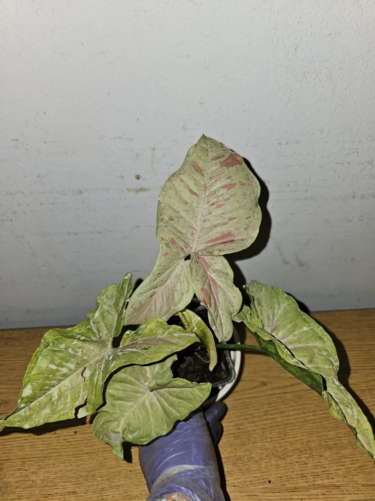 Syngonium Milk Confetti Live Plant – 4" Pot – Arrowhead Plant – Indoor/Outdoor - Image 5