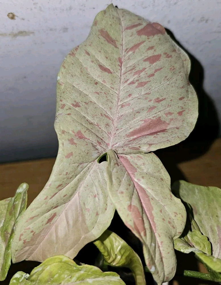 Syngonium Milk Confetti Live Plant – 4" Pot – Arrowhead Plant – Indoor/Outdoor - Image 1