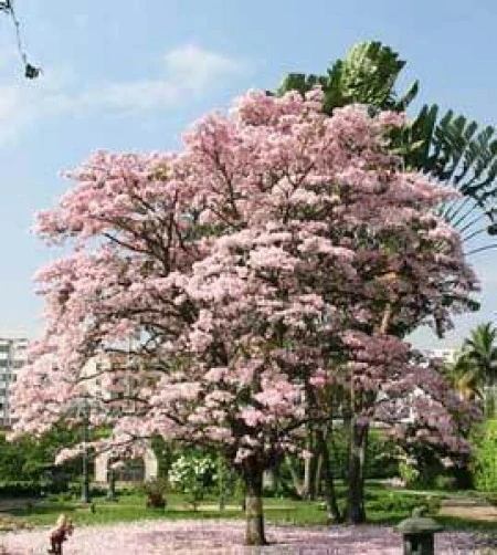 Tabebuia Rosea Rosy Trumpet Tree Seeds - 10 Seeds Pack - Image 2