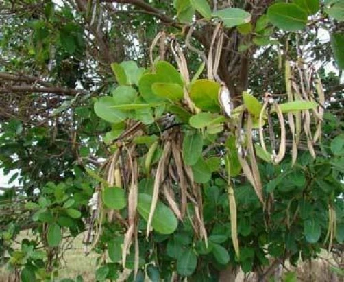 Tabebuia Rosea Rosy Trumpet Tree Seeds - 10 Seeds Pack - Image 3