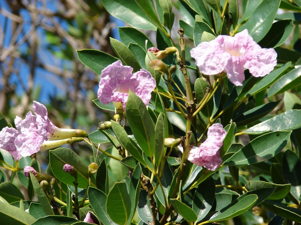 Tabebuia Rosea Rosy Trumpet Tree Seeds - 10 Seeds Pack - Image 4