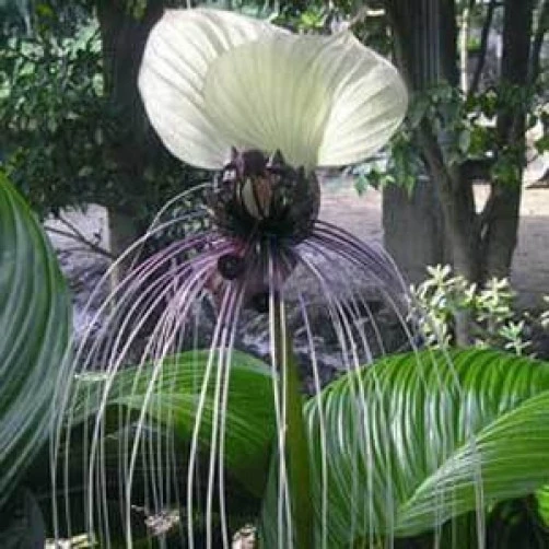 Tacca Nivea White Bat Flower Seeds - 10 Count Annual Seeds for Unique Garden - Image 1