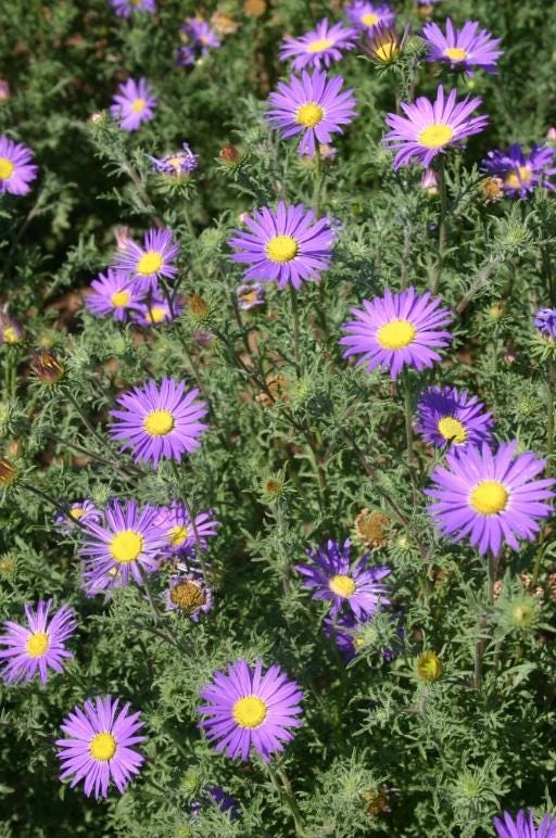 Tahoka Daisy Live Plant – 2-Pack – 3 inch Pot – Annual Wildflower – Lavender-Purple Blooms - Image 1