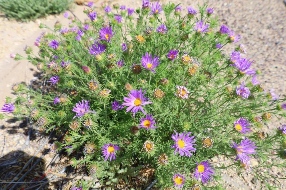 Tahoka Daisy Live Plant – 3" Pot – Annual Wildflower – Lavender-Purple Blooms – Outdoor - Image 1