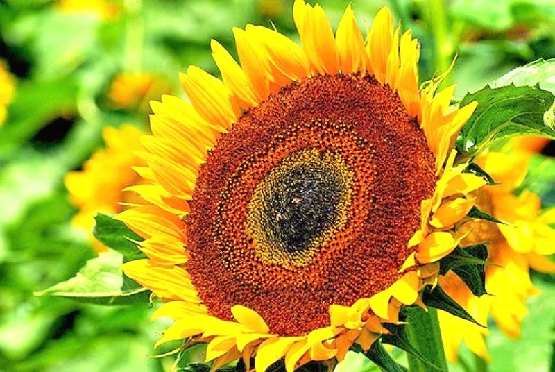 Taiyo Sunflower Seeds - 10 Count Pack for Outdoor Gardens - Image 1