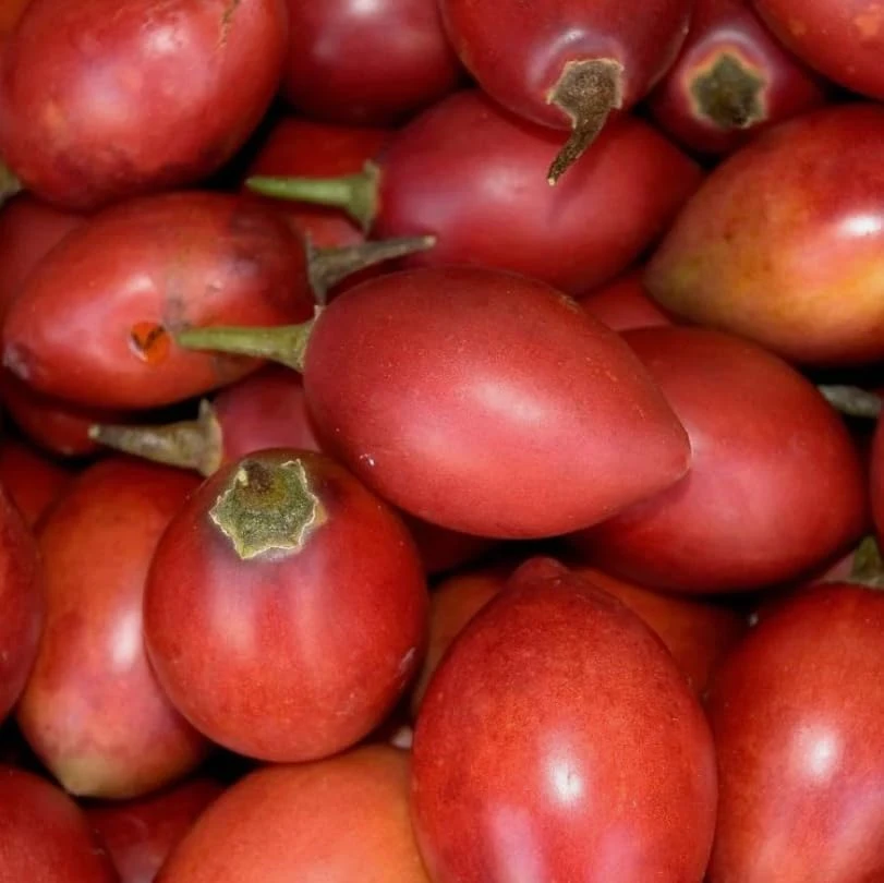 Tamarillo Live Plant – Red Tomato Tree – 4 inch Pot – Sweet Fruit - Image 2