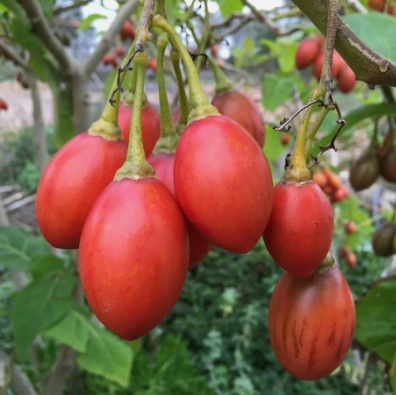 Tamarillo Live Plant – Red Tomato Tree – 4 inch Pot – Sweet Fruit - Image 3