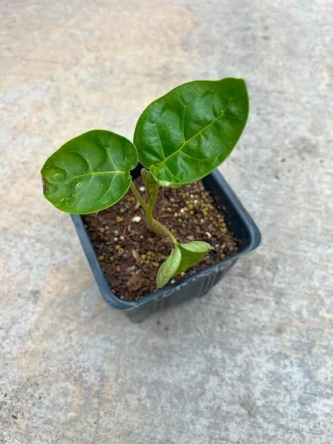 Tamarillo Live Plant – Red Tomato Tree – 4 inch Pot – Sweet Fruit - Image 4