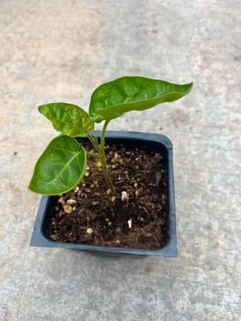Tamarillo Live Plant – Red Tomato Tree – 4 inch Pot – Sweet Fruit - Image 5