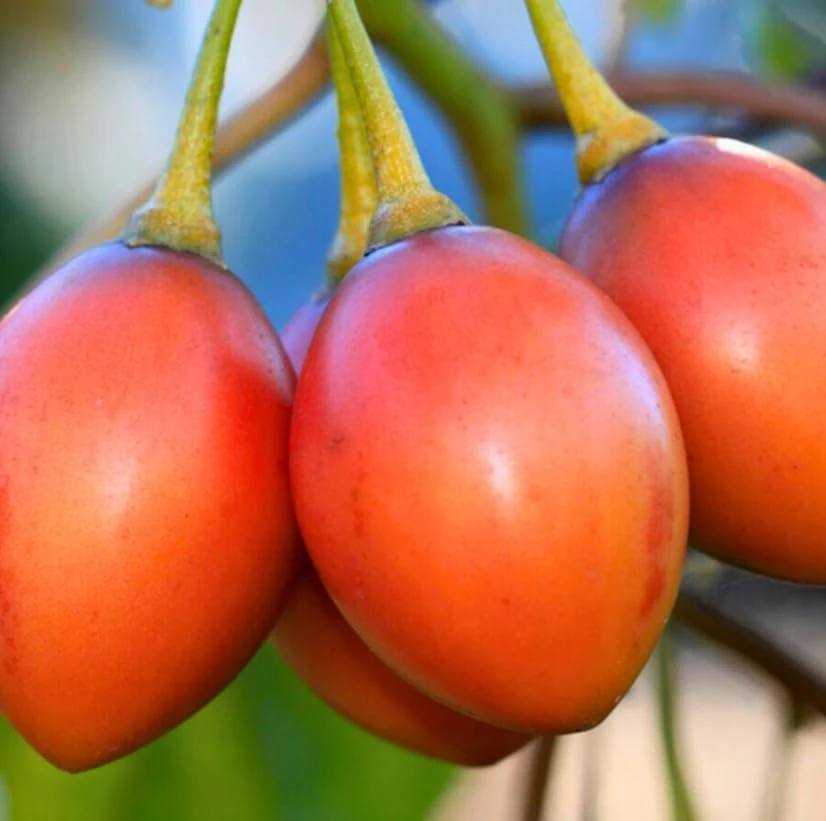 Tamarillo Live Plant – Red Tomato Tree – 4 inch Pot – Sweet Fruit - Image 6