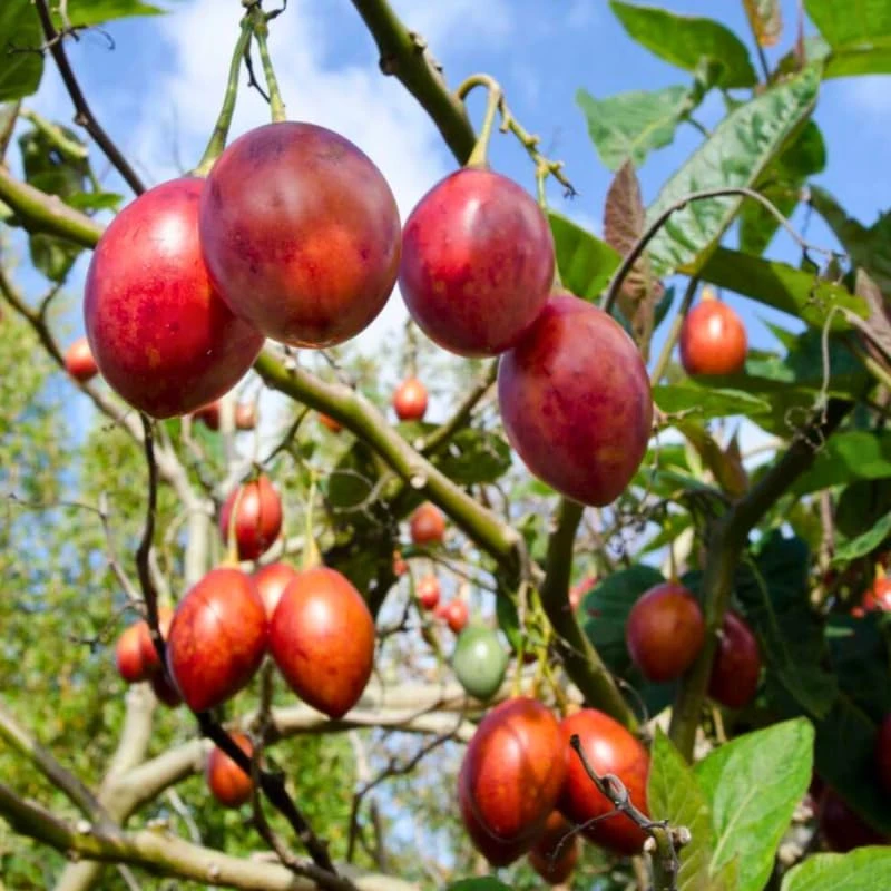 Tamarillo Live Plant – Red Tomato Tree – 4 inch Pot – Sweet Fruit - Image 7